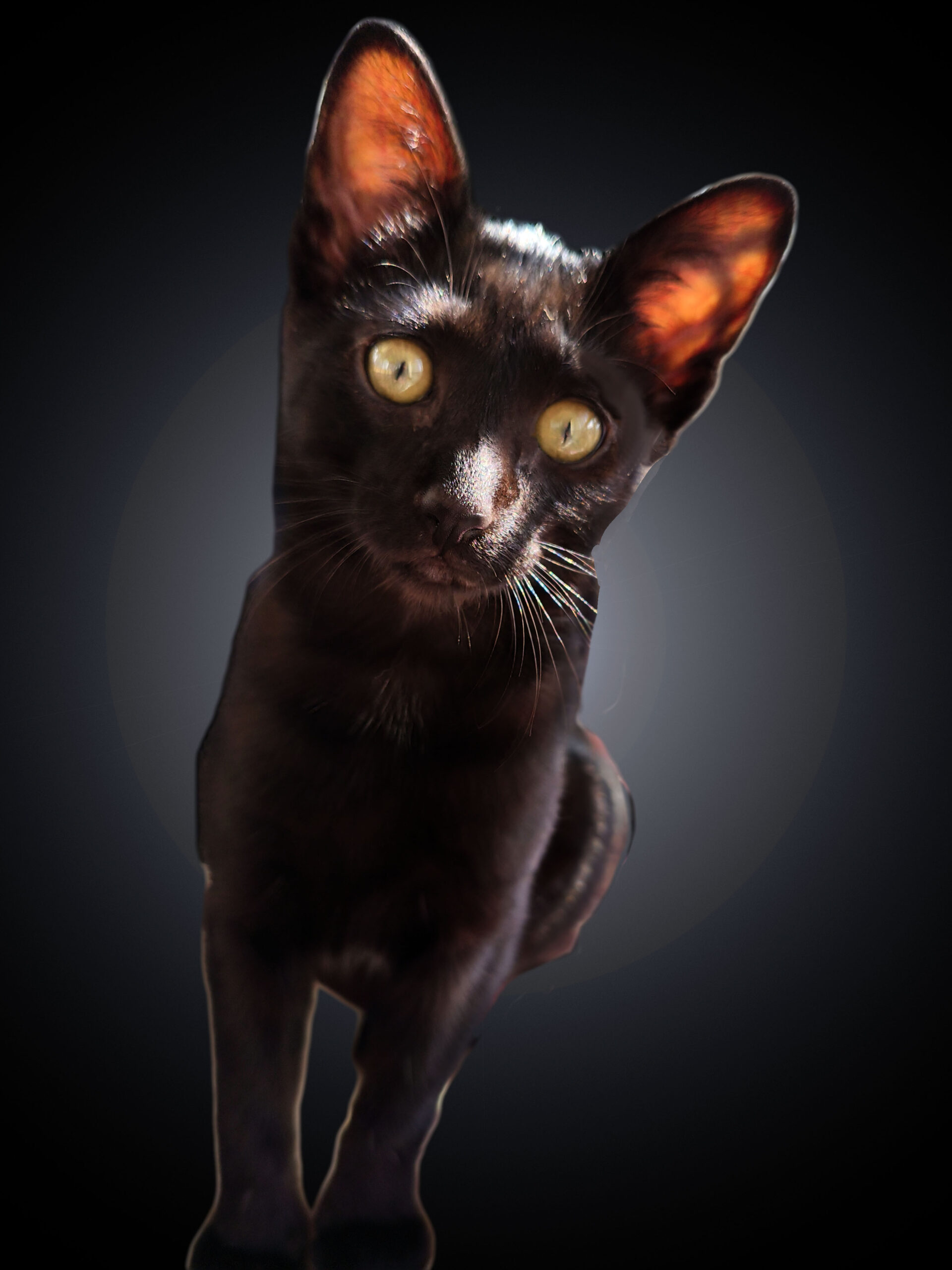 Chulona Mía personaje