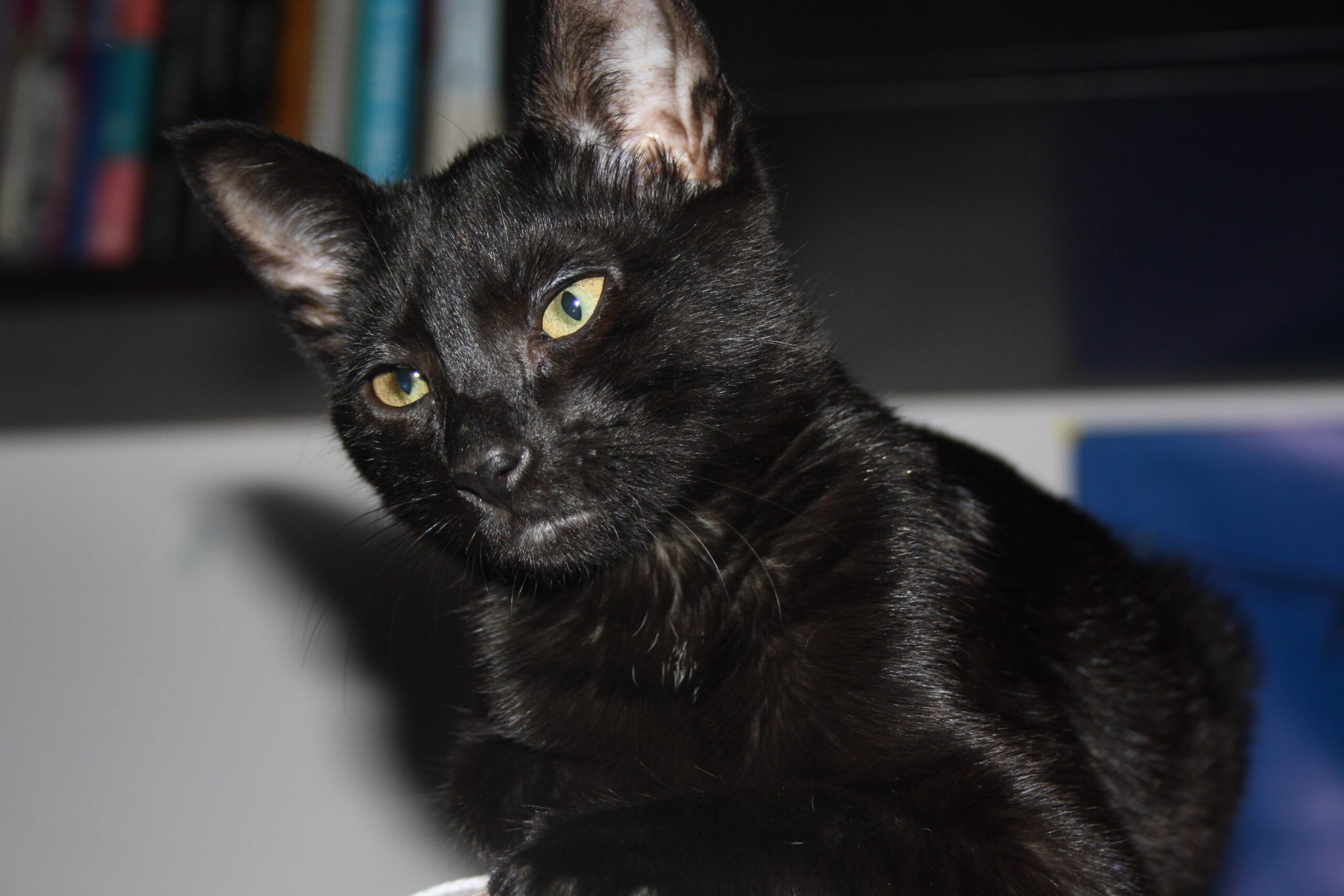 Gorda en el alféizar