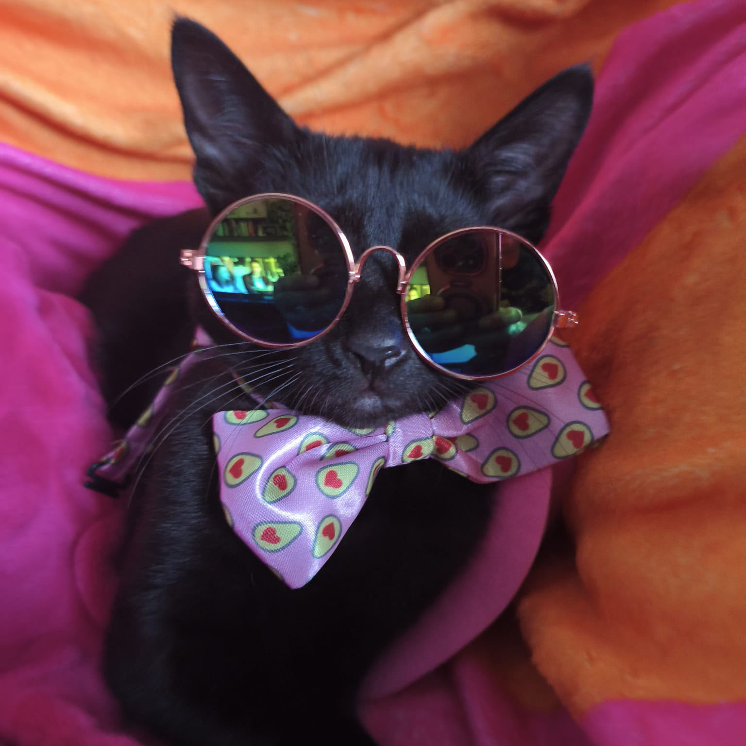 Gorda, la gata soberana